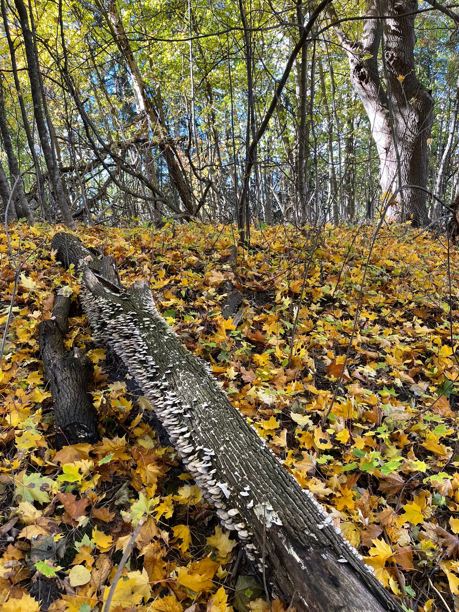 “I believe a leaf of grass is no less than the journey-work of the stars.”
- Walt Whitman
Even the smallest blades of life carry the same sacred fire that burns within the stars.
When we slow down long enough to listen - to the rustle of leaves, the pulse of the earth beneath our feet - we remember that we, too, are part of this Universal cosmic rhythm.
Every breath, every choice, every step on this path is the universe moving through us.
🍁Walk gently.
🍁Live fiercely.
✨Remember the stars within the grass.