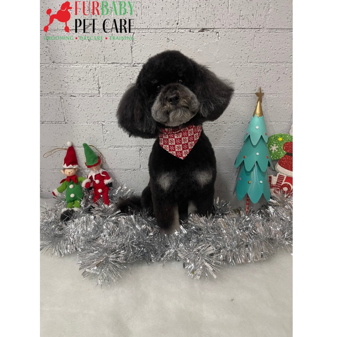 All fluffed up and festive โ that teddy bear look on Alas never fails! ๐
๐ถโค๏ธ
#toypoodle #poodlesofinstagram #poodleinteddytrim #teddybearhaircut