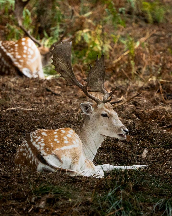 Early September at Bradgate Park. I’d gone in hoping for a few quiet landscape shots, but the deer were already out, moving between the trees, so the plan changed fast. Ended up switching between the long lens for the wildlife and a wider setup for the streams and reflections.
This time I brought proper ND filters instead of the cheap ones that misted up and left streaks on everything. Slowed the shutter right down and finally got that smooth water effect I’d been after since spring. Took a few tries, but once you get it balanced, it’s worth the faff.
Bradgate never really disappoints. You get light, texture, wildlife, at least with the filters sorted, the only thing still moving was the deer and the ducks
#ImACameraGuyNow #OneMistakeAtATime #BradgatePark #SonyA7III #ShotOnSony #NDFilterShots #WildlifePhotography #EastMidlandsPhotography #NatureThroughTheLens #WeeklyPrime #ChaplainAndCo