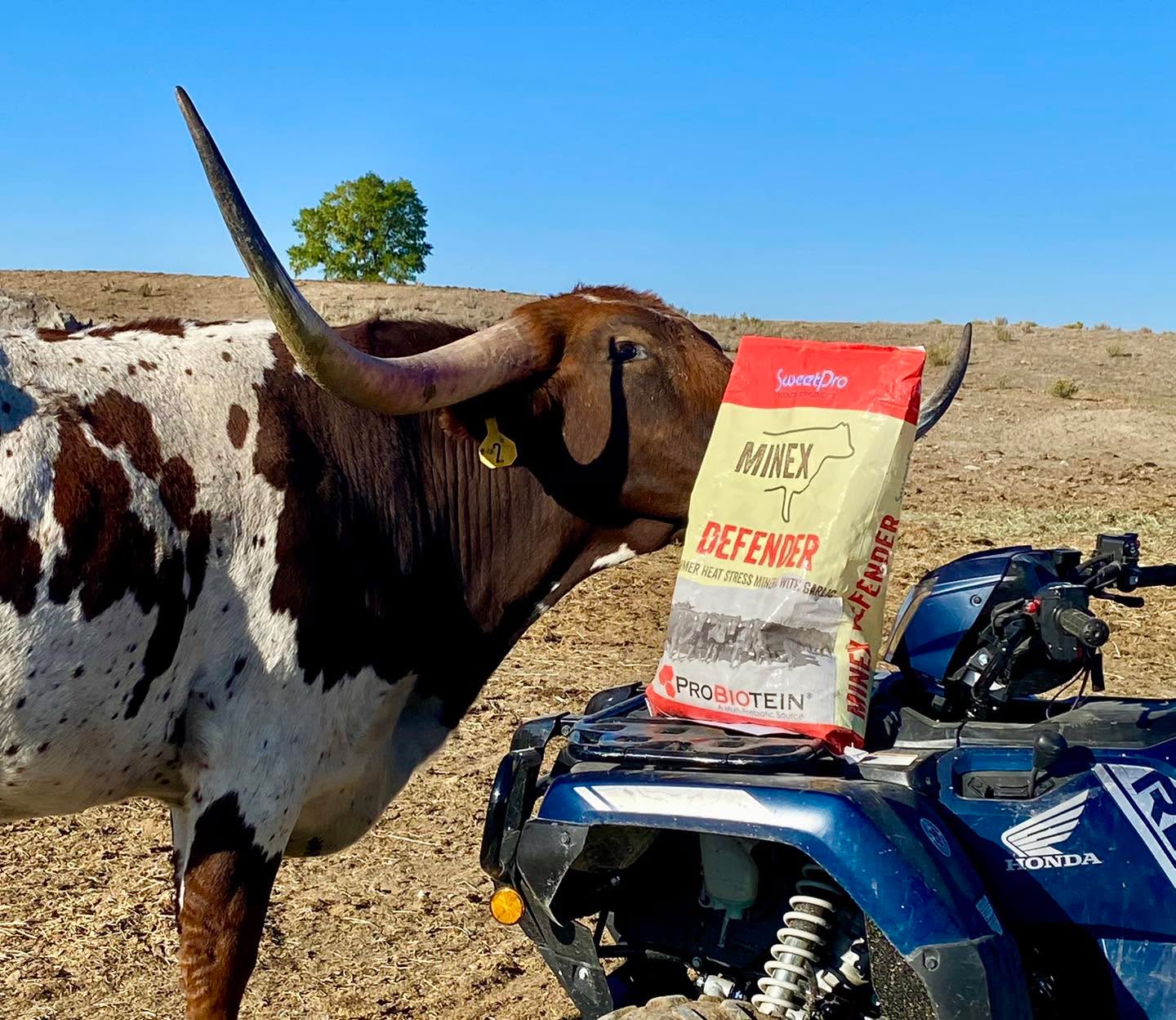 Tubs don’t fit your program?
✴️ SweetPro MinEX ✴️ loose mineral
MINEX are free choice vitamin/minerals, with bioavailable forms of zinc, copper and manganese to support greater utilization of these important nutrients. Combined with a balanced blend of macro minerals and vitamins, MINEX supports improved immune response, structural formation in young cattle and fertility for cows and bulls. Also contains ProBiotein (fermented wheat, oats, barley, and flax) that include prebiotic yeast including MOS and enzymes to support good gut health and help you supplement your forages or as an addition to your TMR, while maximizing genetic potential, herd health and profitability.
💥Available with Garlic and Stress Blend too!
Check out our website for more info https://www.agribestfeeds.com/cattle/
#SweetPro #Probiotein #cattlenutrition #feedsmarter #guthealth #healthyherd #herdgoals #betternutritionsuperiorperformance