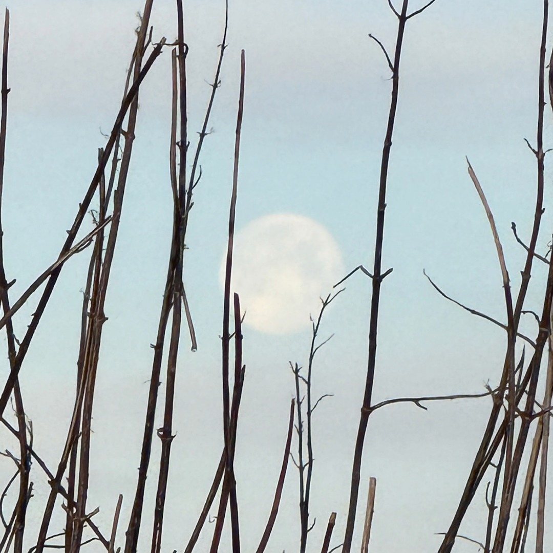 ✨Edgelands Gallery & Cultural Centre :: Winter Opening Hours✨
We are excited to be back! Explore our online Exhibitions, Artist Directory and our upcoming Events and Cultural Walking Tours. Announcements for new routes and 2026 events coming soon!
You can also contact our team to gain exclusive UK access to a vast collection of #prints & #drawings by some of the world's leading Inuit artists 💫
✨To Learn More :: Links in Bio ✨
🌎 International & Domestic Fine Art Sales
🔹 Art Acquisitions & Corporate Gifting
🌿 Isle of Gigha, Cultural Walking Tours & Events
🗻Visiting the Isle of Gigha this winter? Check out @visit.gigha & @calmacferries for visitor/travel Info
.
.
.
.
.
.
.
📸 @amywilsonarts
▫️ #visitgigha #visitscotland #edgelands #winterphotography #wildaboutargyll #shoplocal #fineartprints #artwork #inuitart #storytelling #wildlife #collectableart #collectables #landscapelovers #artcollector #handmadegifts #ceramics #contemporaryceramics #culturaltourism ▫️