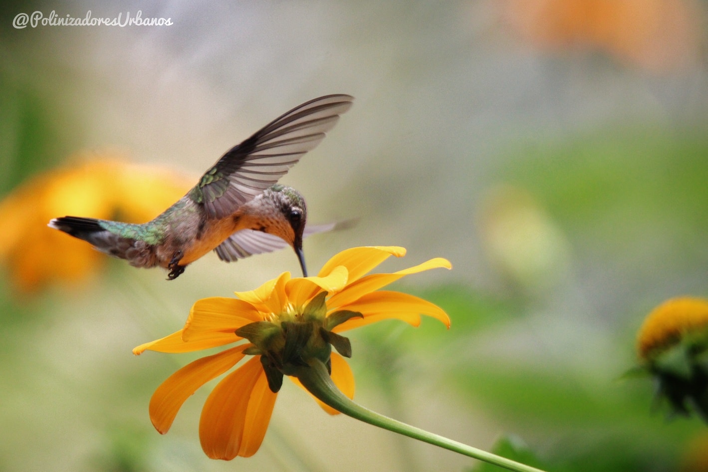 ¡Seguimos con las observaciones de colibrí garganta rubí!
Este ejemplar de 𝑨𝒓𝒄𝒉𝒊𝒍𝒐𝒄𝒉𝒖𝒔 𝒄𝒐𝒍𝒖𝒃𝒓𝒊𝒔 se encontraba alimentandose de 𝑻𝒊𝒕𝒉𝒐𝒏𝒊𝒂 𝒓𝒐𝒕𝒖𝒏𝒅𝒊𝒇𝒐𝒍𝒊𝒂, esta planta es común de ver dn las orillas de carretera y tristemente es tratada como simple "monte" pero como podemos ver es una excelente fuente de alimento para colibries, abejas y mariposas.
Este pequeño se encontraba en mi jardín personal, en plena zona centrica de la ciudad. La vegetación nativa es escencial para estas aves migratorias.
¡Siembra flores nativas! Es la manera mas fácil de atraer colibries a tu jardín 🦋
#polinizadores #colibri #AvesMigratorias
