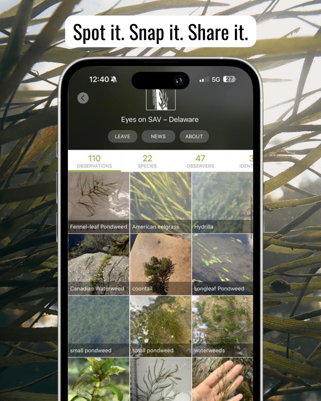 We’re using @inaturalistorg to track where submerged aquatic vegetation (SAV) is growing across Delaware — and we need your eyes on the water!
If you’re out kayaking, fishing, or walking along the shore and spot underwater grasses, take a photo and upload it to Eyes on SAV – Delaware on @inaturalistorg . Each observation helps fill in the map and gives us a better picture of where SAV is thriving (or missing).
🔗 Join the project with link in bio
#EyesOnSAV #SAVSeekers #DelawareSAV #DelawareWaters #DelawareNature #DelawareBay #DelawareInlandBays #CitizenScience #CommunityScience #CleanWaterStartsHere #UnderwaterGrasses #HabitatRestoration #DeSSAV #DelawareEstuary #GetOutsideDE #iNaturalist #VolunteerDE