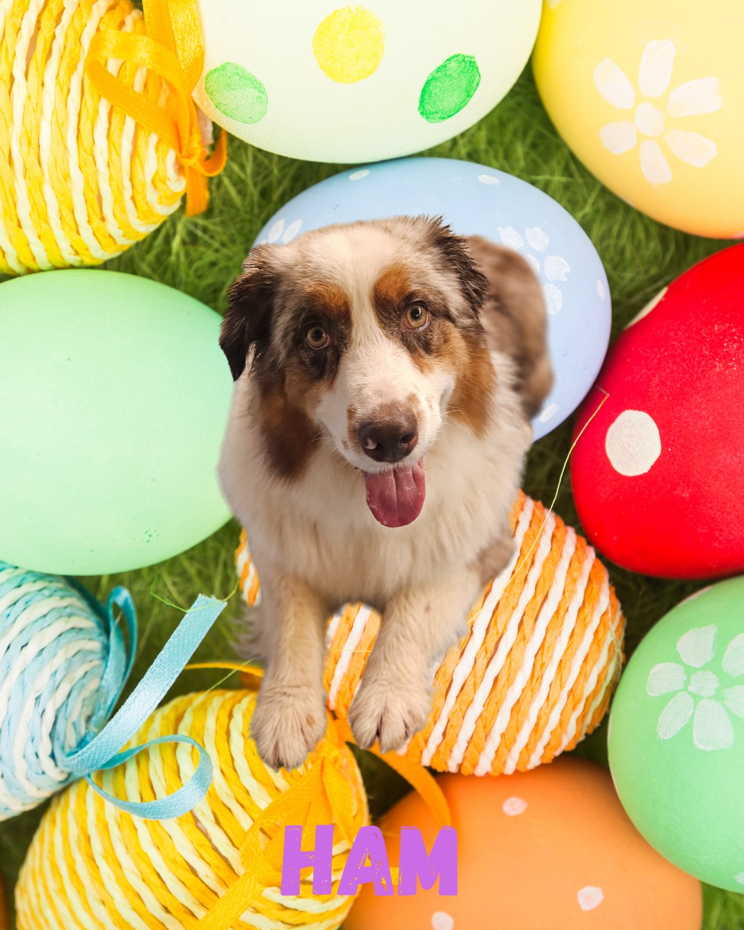 🐾 April Training Catch-Up! 🐾
April was a fun and furry month of training! We had an awesome group of dogs. Ham, Russell, Comet, Jack, and Danny! Each bringing their own unique energy (and a few quirks 😄).
Some of our seasoned dogs came in to work on breaking old habits, while the younger ones were all about building great ones from the start with our puppy program. Watching their progress, confidence, and personalities shine through was the best part of the month.
Here’s to consistent training and setting up all our dogs for success! 🐶💪
#DogTraining #GoodDogs #AprilTraining #PawsitiveVibesOnly