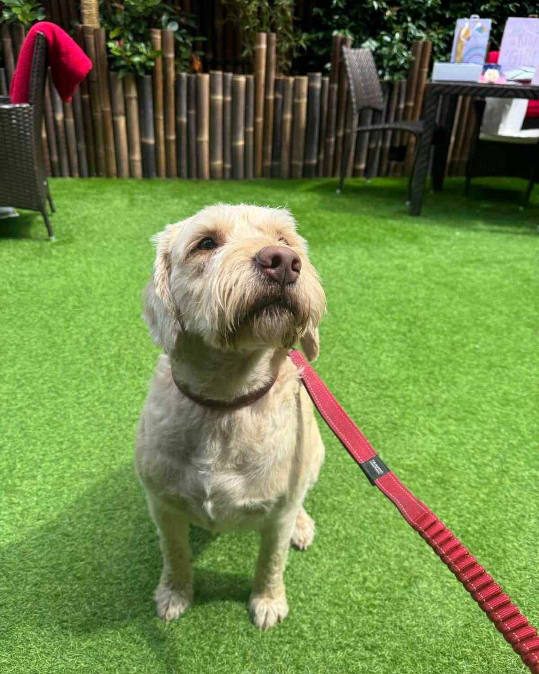 Planning a getaway? Don’t leave your four-legged friend behind — dogs are welcome to stay too at The Chester Townhouse! 🐶💼
For just £12 per dog, per night, your pup can enjoy a cosy stay alongside you in the heart of Chester. Perfect for strolls along the city walls, riverside walks, and plenty of pup-friendly adventures. 🌳🐾
Because every getaway is better with wagging tails. 💛
📞 01244 567 300
📧 reservations@chestertownhouse.com
#TheChesterTownhouse #DogFriendlyChester #PawsWelcome #PetFriendlyHotels #ChesterStay #TravelWithPets #DogsofChester