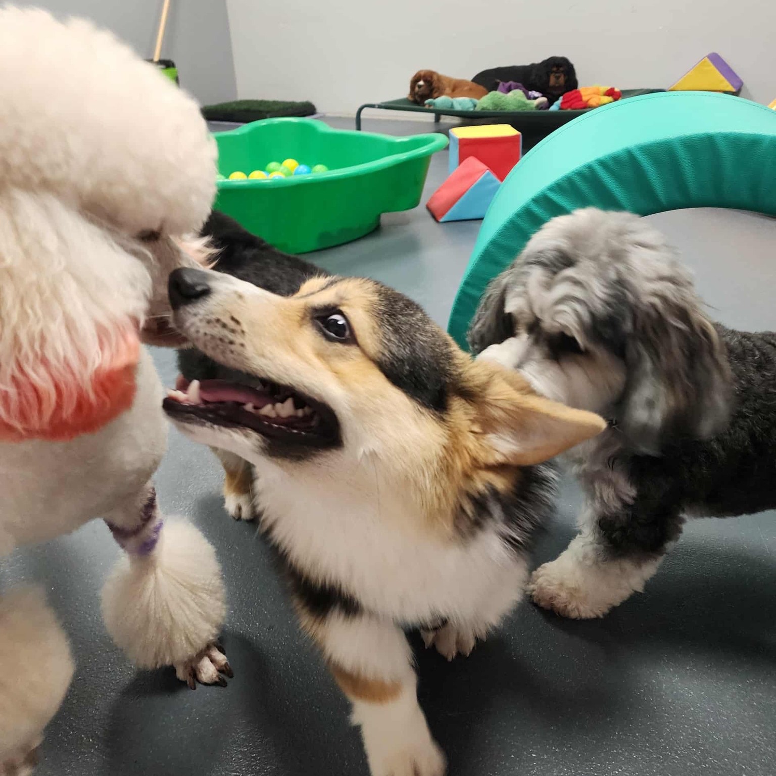 Too many cute pups in one post๐
#doggiedaycare #indoordoggiedaycare #doggiedaycarephotodump #furbabypetcare #fundayout