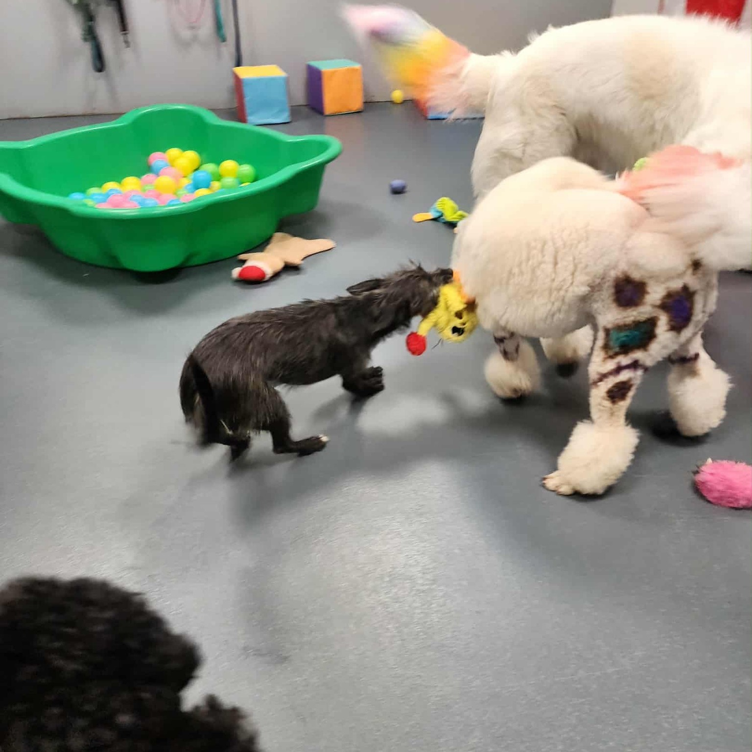 Work week: done โ
Treats, naps, and playtime: always on ๐พ
Enjoy our doggie daycare photo roundup!
#doggiedaycare #doggiedaycarephotodump #spoiltpooches