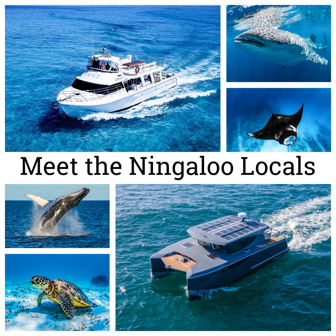 🐋✨ Meet the Ningaloo (#Nyinggulu) Locals!
From gentle giants to speedy little show-offs, Ningaloo is home to some of the most iconic marine creatures on the planet — and every one of them has their own personality.
Whether you’re dreaming of cruising with humpbacks, drifting beside manta rays, spotting turtles, or watching dolphins play in our wake, Ningaloo always has a friendly face waiting beneath the surface.
Swipe through to meet our locals… and start planning which one you want to visit next! 🌊💙
#OceanEcoAdventures #NingalooReef #MeetTheLocals #ExmouthWA #CoralBay #WestAustralia #SeeAustralia #AustraliaBucketList #EcoTourism #OceanLovers #UnderwaterWorld #OceanAdventure #MarineMagic #DiscoverNingaloo