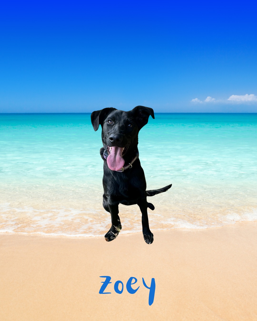 🐾 June Training Catch-Up! 🐾
June was packed with learning and progress! We had Trixie, Koda, Zoey, Gemma, George, and Chloe working hard on their training goals.
From building strong puppy foundations to polishing leash manners, improving off-leash recall, and working through reactivity, every dog made great strides. It’s always amazing to see their confidence grow as the skills start to click!
#DogTraining #PuppyProgram #LeashSkills #OffLeashRecall #ReactivityTraining #ConfidentCanines #TrainingJourney #GoodDogs