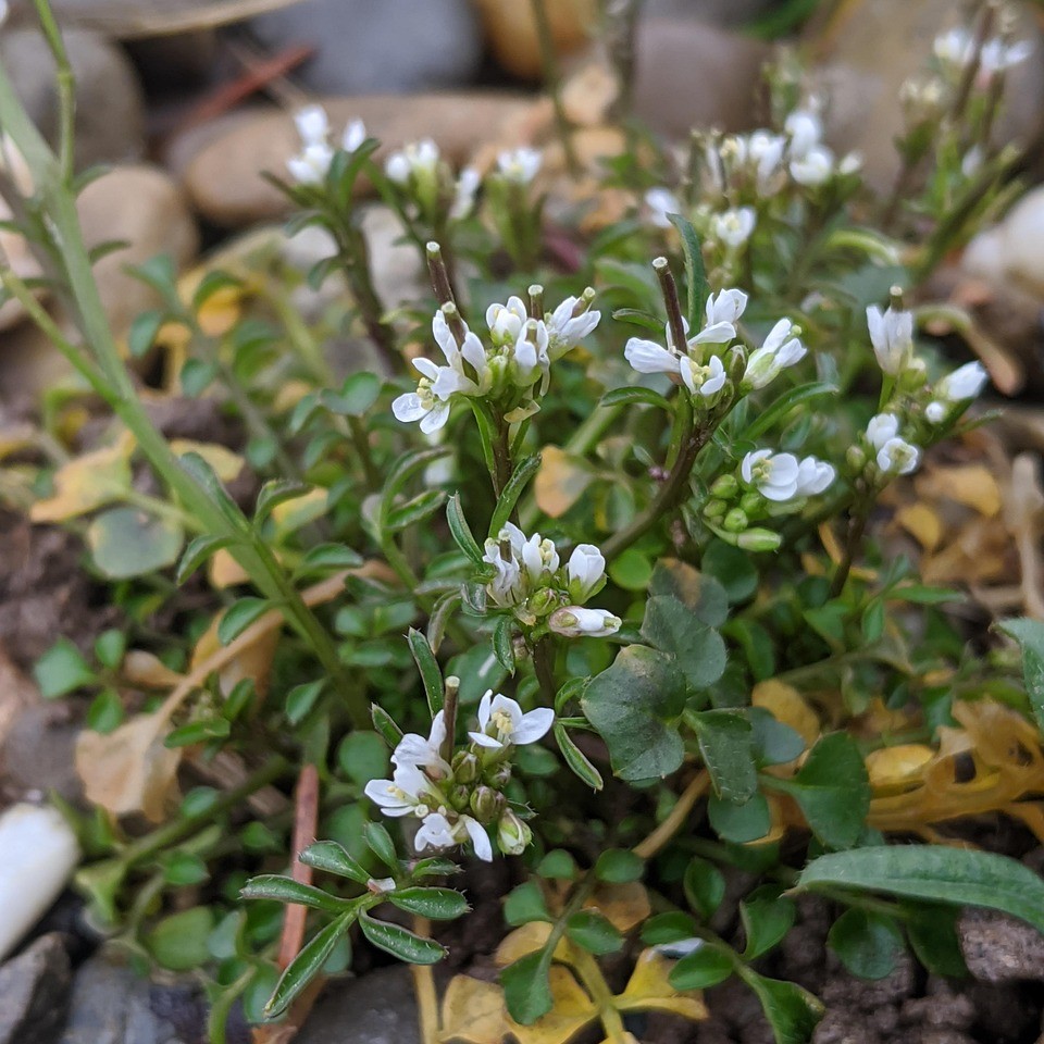 Idag kom sex nya ogräs upp i appen! Skräppa, knölklocka, korsört, bergbräsma, åkerfräken och hönskirs.
Hönshirs räknas som ett av världens värsta ogräs och kan drastiskt minska skördenivåerna för olika grödor för bönderna. Men för oss med trädgård kan den också vara besvärlig. Få tips i appen Mitt Trädgårdsår om hur du kan bekämpa den!
Men många av våra vanligast ogräs är även nyttoväxter. Till exempel åkerfräken som trots sitt dåliga rykte är rik på kisel, som stärker hår, hud och naglar, och kan användas som örtte eller i hemmagjorda spaprodukter. Du kan även göra ett växtavkok och vattna med det, det sägs hjälpa mot rost och svampsjukdomar på flera grödor.
Eller knölklockan, som infördes som köksväxt under 1700-talet och rotknölarna kan sägas ha varit en av föregångarna till potatisen. De har en god mild smak som påminner om rättika.
Lär känna dina fiender! Appen tipsar också om vad du kan använda ditt ogräs till. ☺️
#odlaätbart #köksträdgård #trädgårdsapp #trädgårdsinspiration #ogräs #trädgårdskalender