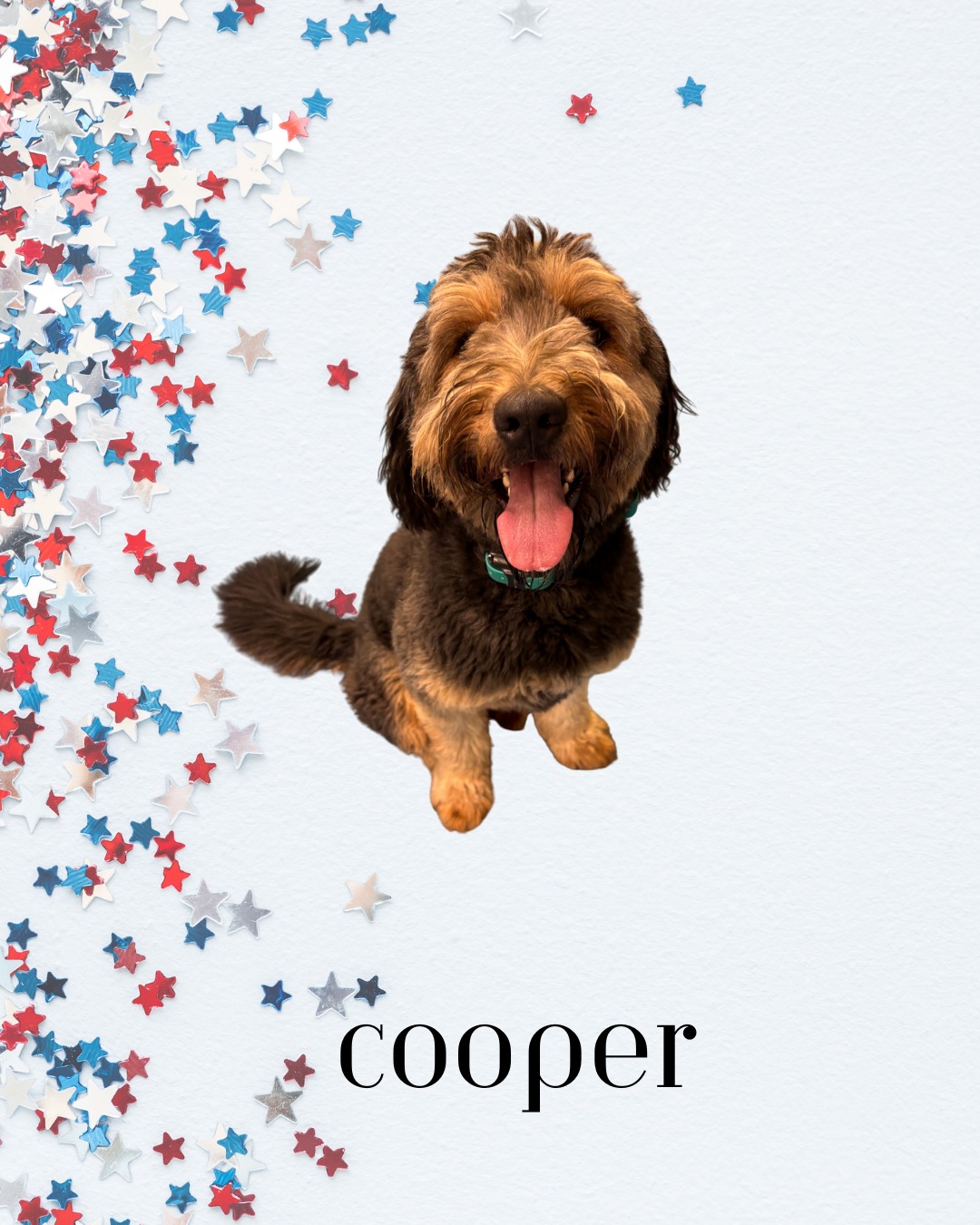 🐾 July Training Catch-Up! 🐾
July was full of growth, new beginnings, and lots of learning for our amazing group: Cooper, Roman, Biscuit, Roma, Daytona, and Baritone! 🌟
This month we focused on building confidence, strengthening off-leash recall, and polishing leash walking and public etiquette. Some of our pups were newly adopted, so we also worked on forming positive habits and routines to help them settle into their new homes. ❤️
We’re so proud of the progress each dog (and their humans!) made.
#DogTraining #ConfidenceBuilding #OffLeashRecall #LeashWalking #PublicEtiquette #RescueDogTraining #NewBeginnings #TrainingJourney #GoodDogs