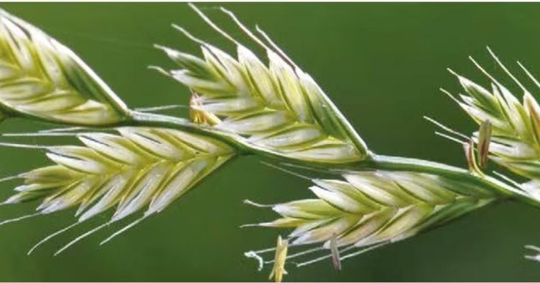 🌿 CERONTE (loietto italico): produzione foraggera di alta qualità e resistenza.
CERONTE è una varietà di loietto italico tetraploide di nuova generazione, selezionata nei centri di ricerca SEMETICA per rispondere alle esigenze dei moderni sistemi foraggeri.
Garantisce elevata produttività, ottima resistenza alle principali malattie e una notevole digeribilità, assicurando foraggi di altissima qualità per l’alimentazione animale.
🔬 Caratteristiche agronomiche principali:
Tipologia: Loietto italico tetraploide.
Ciclo vegetativo: medio-precoce, con rapido accestimento e buona ricaccio dopo il taglio.
Taglia: media-alta, portamento eretto e foglia larga.
Resistenza alle malattie: elevata tolleranza a ruggine bruna e oidio.
Produzione: fino a 15–17 t/ha di sostanza secca, con eccellente rapporto foglia/stelo.
Digeribilità (NDF): superiore alla media, con alto contenuto in zuccheri solubili.
Utilizzo: adatto per fieno, insilato e pascolo.
🌱 Vantaggi agronomici:
✅ Ottimo accestimento e ricaccio vigoroso dopo lo sfalcio.
✅ Alta adattabilità a diverse condizioni pedoclimatiche.
✅ Resa costante anche in condizioni di stress idrico moderato.
✅ Foraggio altamente appetibile e nutriente per bovini da latte e carne.
💡 CERONTE rappresenta una soluzione affidabile per chi cerca quantità, qualità e sicurezza produttiva nel foraggio.
📲 Scopri di più www.semetica.it/ceronte
CATALOGO 2025 👉 https://lc.cx/os7kBN
#Semetica #Ceronte #Loietto #Foraggio #AltaQualità #Sementi #Agricoltura #Innovazione #Campagna2025 #Zootecnia #foraggi