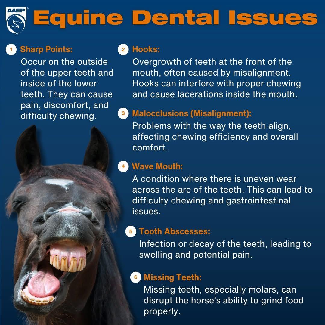 What are some of the more common conditions we are evaluating and treating during an oral exam? The most common condition are sharp points - left untreated, these sharp points cause ulceration of the cheek and tongue, pain, difficulty chewing, and can cause poor performance under saddle. Stay tuned as we continue discussing all things equine dentistry related during November.
Also, remember to take advantage of our dental special: for the month of November, receive $50 off the price of a sedated dental exam and float!