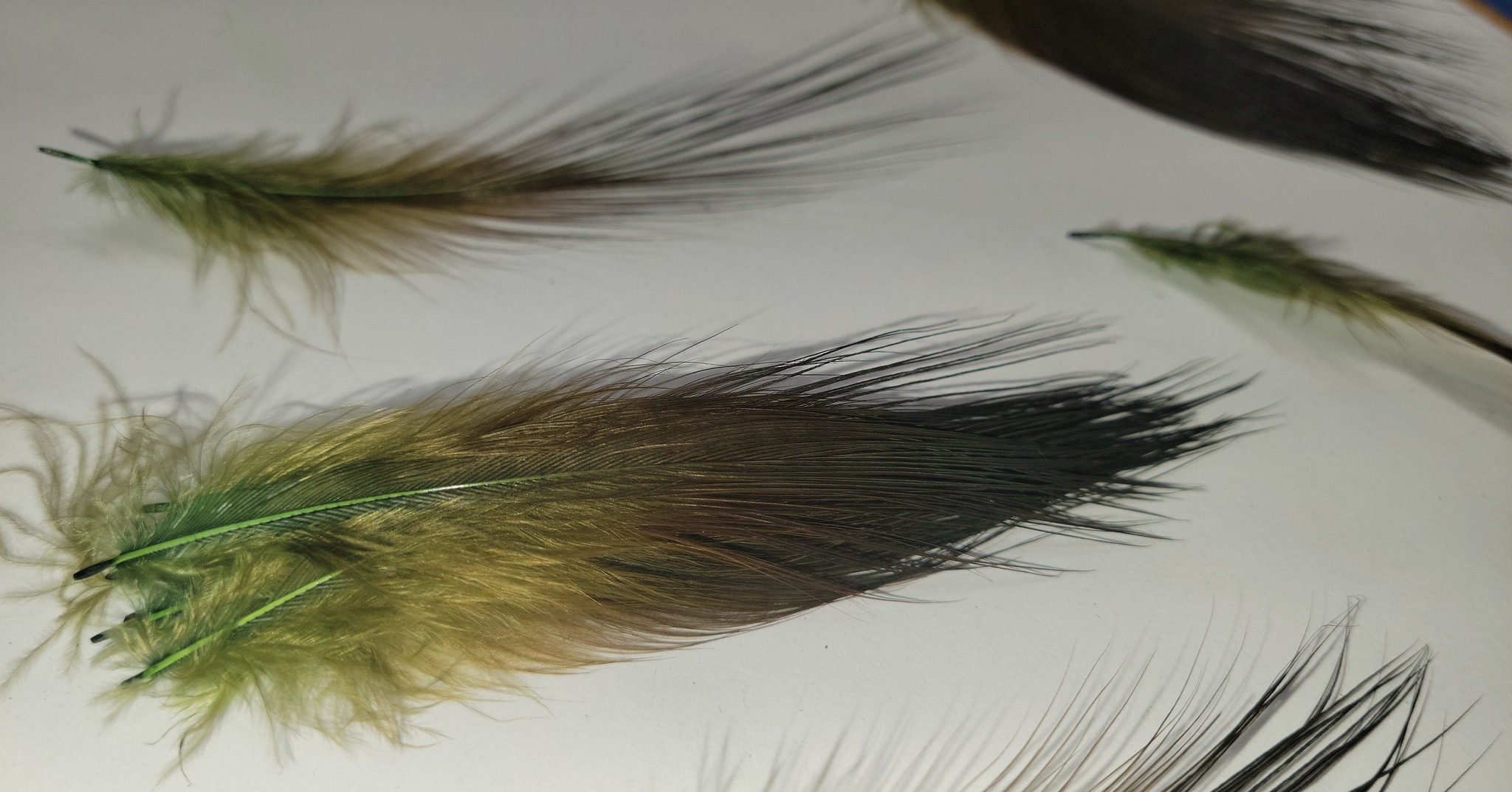 Code Promo HERON-20 (-20%)
https://www.shedaplumes.com/product-page/nos-plumes-aaa-de-h%C3%A9ron-teint-paon-peacock
Nos Plumes AAA de Héron Teint Paon - Peacock
Les plumes de héron sont reconnues pour leurs souplesses qui ne sont souvent pas le cas avec les substituts de héron. La mouche prend vie dans le courant grace aux nombreuses fibres fines latérales du héron qui retiennent le volume qui se déplace en dansant dans le courant.
Les plumes de héron sont sélectionnées, classées et triées à la main par Jocelyn LeBlanc afin d’avoir un produit de la meilleure qualité possible. Elles sont en 5 tailles.
Court (2.5''- 3.5 '') Hameçons Daiichi 2051 grosseur 7 - 5
Moyen (3.5''- 4.5'') Hameçons Daiichi 2051 grosseur 3 -1.5
Large (4.5''- 5.5'') Hameçons Daiichi 2051 grosseur 1.5 - 3\0
Xlarge (5.5''- 6.5'') Hameçons Daiichi 2051 grosseur 3\0 - 5\0
XXLarge (6.5''- 7.5'') Hameçons Daiichi 2051 grosseur 5\0 - 7\0