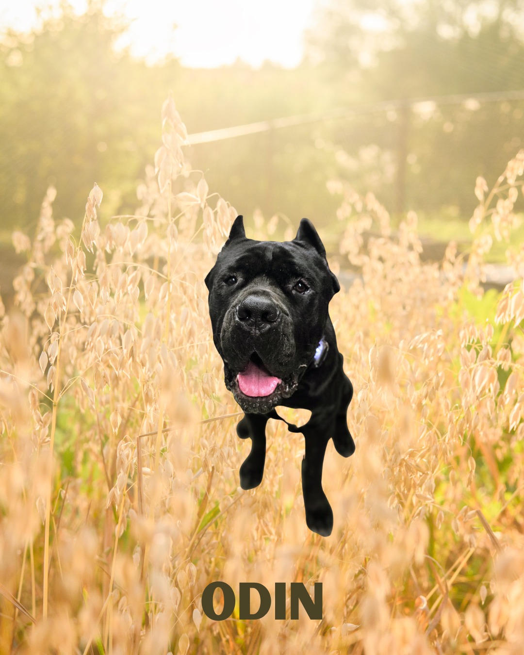 🐾 August Training Catch-Up! 🐾
August brought another amazing group of dogs! Odin, Dooley, Franky, Bruno, Sunny, Rose, and Dolly! Each one worked hard and made incredible progress throughout the month.
We focused on puppy foundations, behavior modification, and tackling reactivity, while also giving the dogs a chance to enjoy life off-leash as their confidence grew. It’s been so rewarding to watch their progress and see those lightbulb moments click!
We’re especially excited to see a few of these pups again soon as they return to finish their split programs. Can’t wait to keep building on all the great work they’ve started!
#DogTraining #PuppyProgram #BehaviorModification #ReactivityTraining #OffLeashFreedom #ConfidenceBuilding #TrainingJourney #GoodDogs