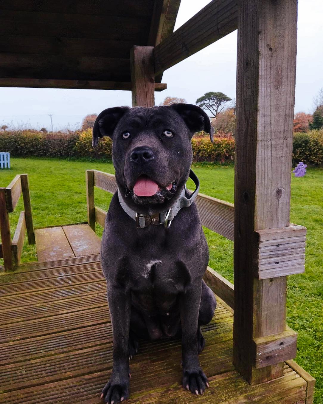 Dora enjoying her first visit to the Training Field 😍
Welcome to Wanderlust 🐾 Our secure dog fields near Totnes, Devon offer the perfect space for your dog to run, play and explore off-lead.
#WanderlustWalkies
#SecureDogPark
#SecureDogWalk
#DogPark
#DogParkDevon
#SecureWalking
