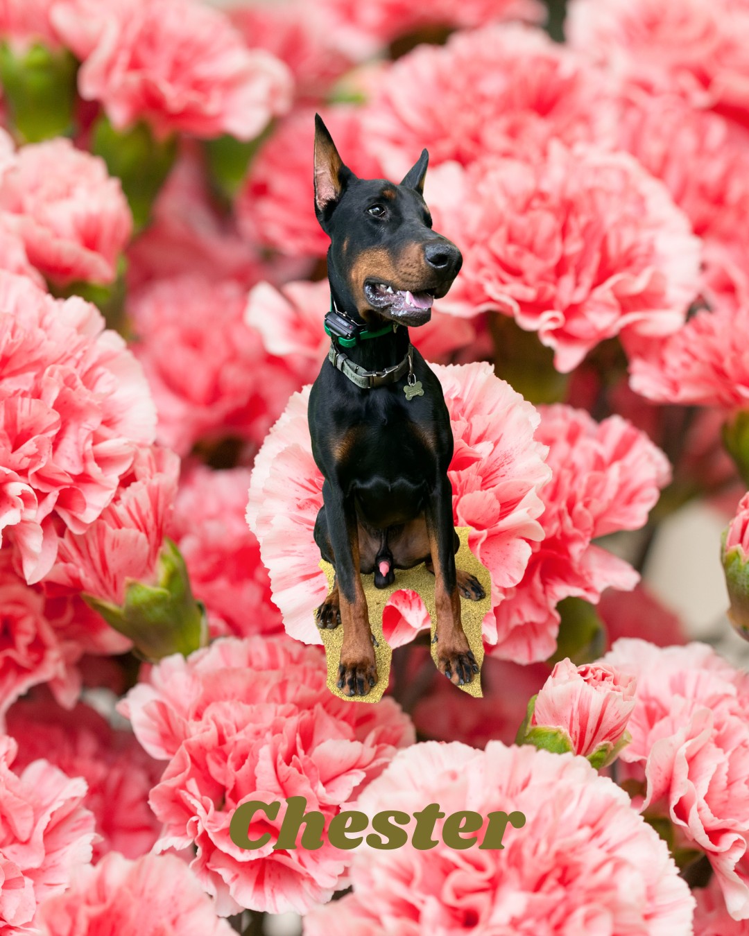 🐾 May Training Catch-Up! 🐾
We had a full house back in May with some amazing dogs Chester, Louis, Gale, Godiva, and Archie. All worked hard on their training goals! 💪
From puppy foundations and confidence building to tackling reactivity and fine-tuning off-leash recall, everyone made huge progress.
#DogTraining #PuppyProgram #ConfidenceBuilding #ReactivityTraining #OffLeashRecall #CompetitiveObedience #GoodDogs #TrainingJourney