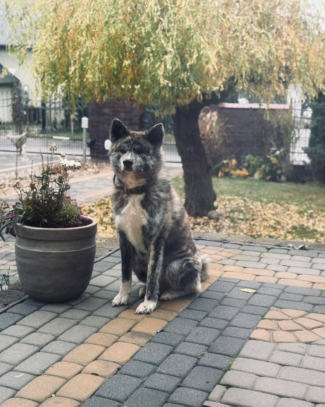 Kiedy elegancja spotyka siłę.
Akita, która nie tylko przyciąga spojrzenia, ale i serca.♥️ #futro #jesienpies #puppy #akitaworld