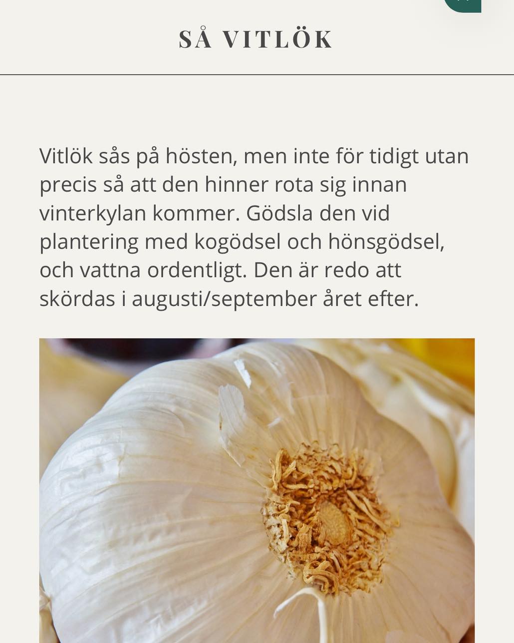 Har du sått vitlök än? Min ligger i kylen och väntar på att få komma ner i jorden! Det är viktigt att inte så den för tidigt.
Vitlök är lätt och roligt att odla! Och en gröda som många använder regelbundet. Det svåra för mig är att hitta en placering i trädgårdslandet där den kan stå till augusti nästa år. ☺️
#odlaätbart #köksträdgård #trädgårdskalender #trädgårdsinspiration #gödsla #odlavitlök
