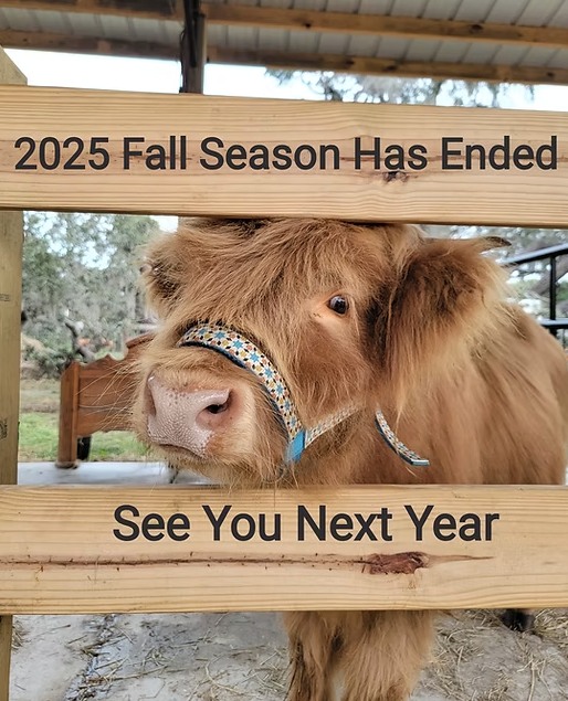 What an A-mazing Fall Season!
It was so special to see everyone back on the farm celebrating Fall with us. Thank you for sharing your family and your friends with us. Seeing all the generations come together, the new additions, the traditions and being part of all the lifetime moments is always such a honor! You are all A-MAZING!!!!
We hope everyone has a safe and beautiful holiday season. We will see you in the Spring for our HUGE 2026 SUNFLOWER season event.