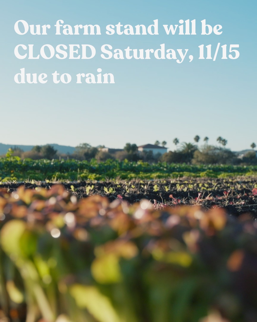 Sorry, y'all! The Pay-What-You-Can Farm Stand will be CLOSED on Saturday, November 15th due to rain. ๐ง
In the future, we hope to have a covered space for our Farm Stand so that we can remain open during all weather conditions (side note, if you're interested in donating a small shed, get in touch ๐).
We will reopen on Saturday, November 22nd!
#paywhatyoucan #farmstand #shoplocal #regenerativeagriculture