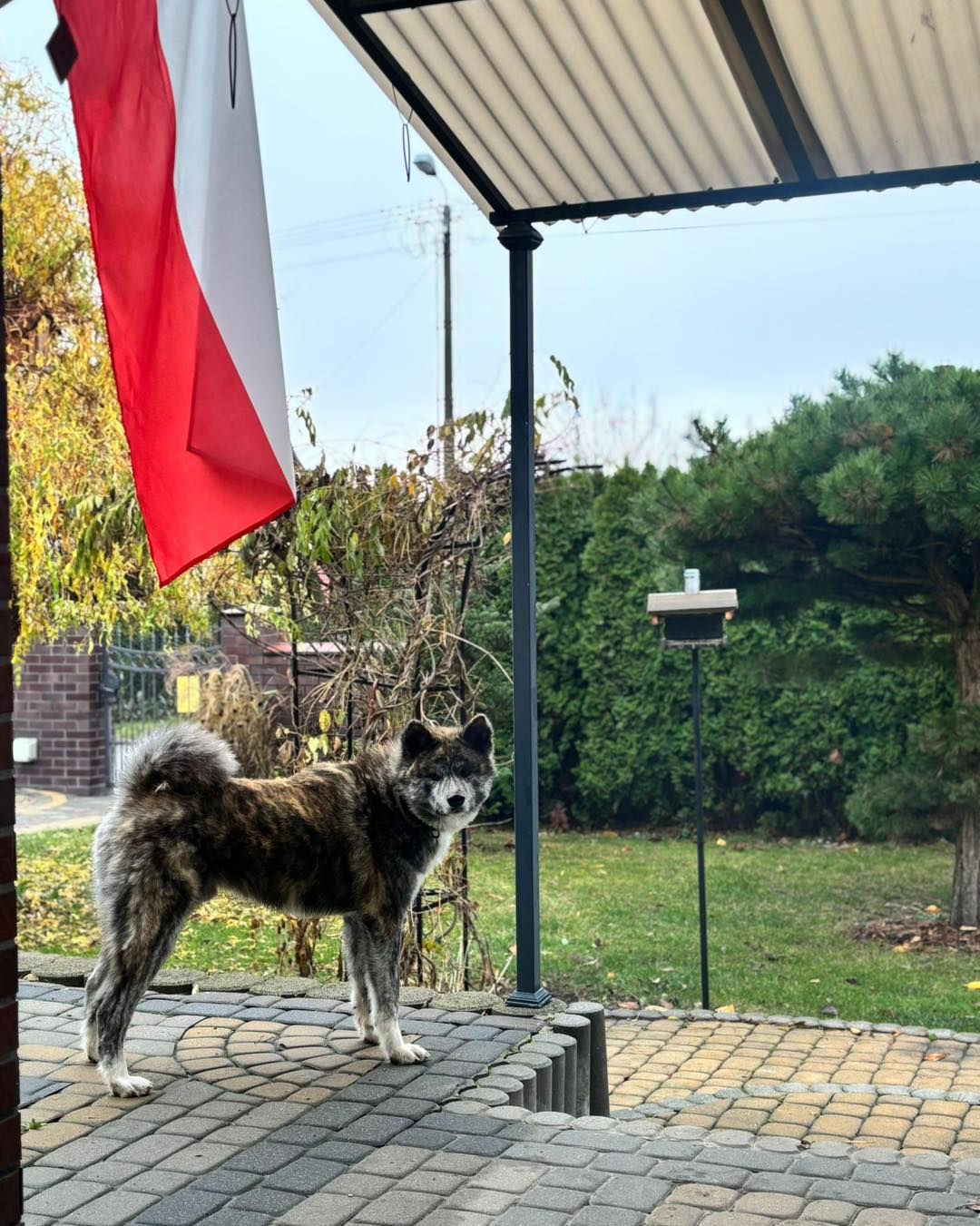Dziś zatrzymujemy się na chwilę, by przypomnieć sobie, jak wiele znaczy wolność.
To dzień wdzięczności dla tych, którzy mieli odwagę marzyć o Polsce niepodległej i walczyć o nią do samego końca.
Niech ta flaga powiewająca dumnie obok wiernego przyjaciela przypomina nam, że ojczyzna żyje w sercu każdego z nas.
W małych gestach. W pamięci. W szacunku. #11listopada🇵🇱 #jesienpies #patriotyzm