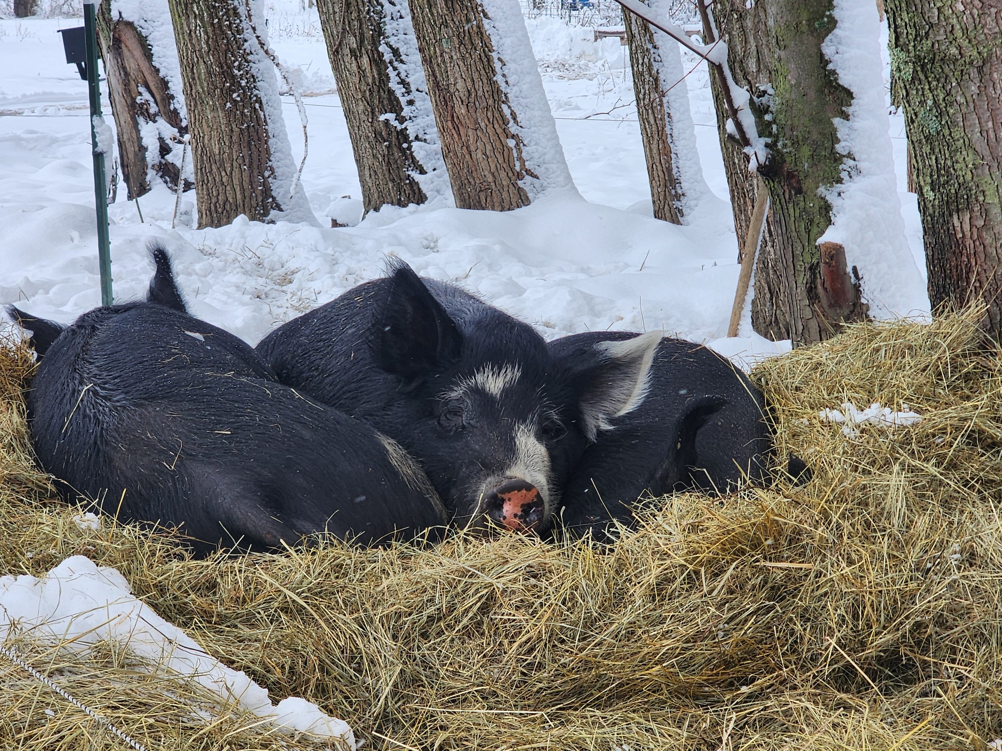 Farm Fact Friday!
Pigs snuggle for heat – they’ll sleep close together and even sync their breathing to conserve warmth.
#oinkoink #pigslovemud #knowyourfarmer