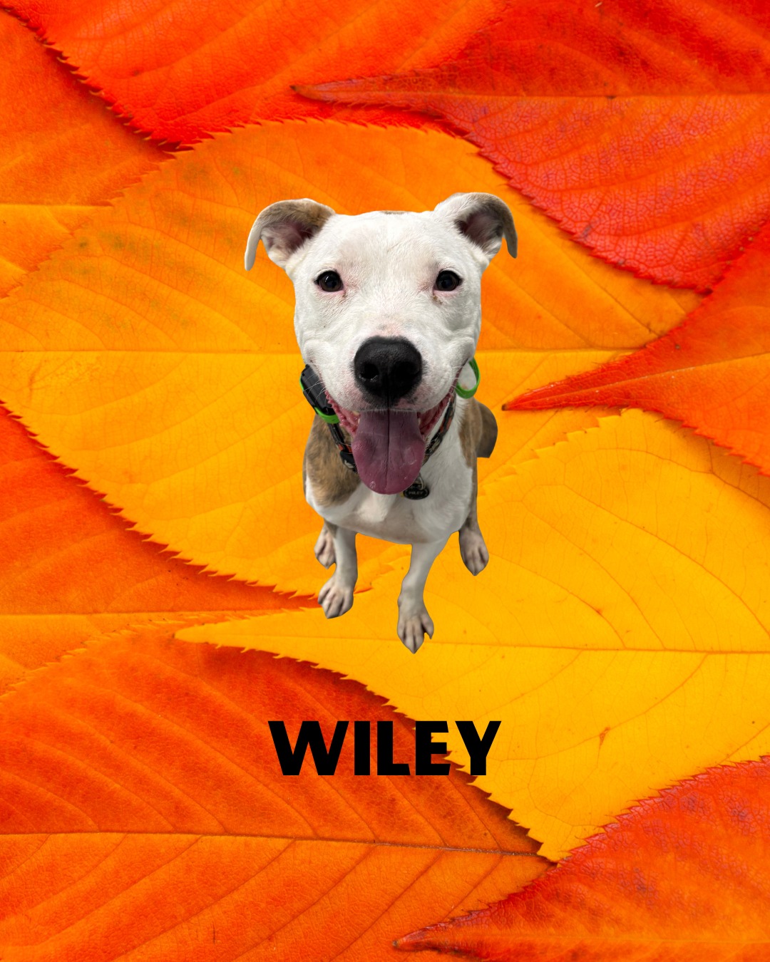 🐾 October Training Catch-Up! 🐾
This month we had three wonderful pups in training: Wiley, Weller, and Beau!
Wiley worked hard on his extreme leash reactivity, learning calmer, more confident ways to handle the world around him. So proud of the progress this boy made! Weller was newly adopted and started off strong by building good habits right away. We love seeing new families set their dogs up for success from the start! Beau, another recent adopter, joined us for our Puppy Foundations program. He’s already showing so much potential and will be back soon for part two of his training journey!