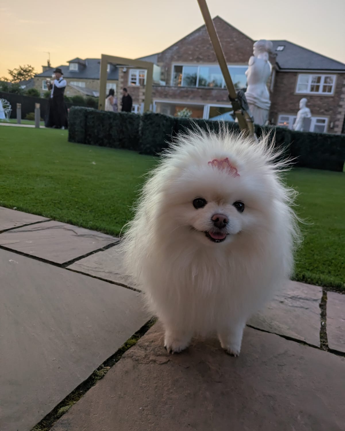 👑 Let’s take a moment for this absolute queen and her crown! 🐾
We love an event that comes with a puppy cameo — it’s the ultimate guest of honour! 🐶💛