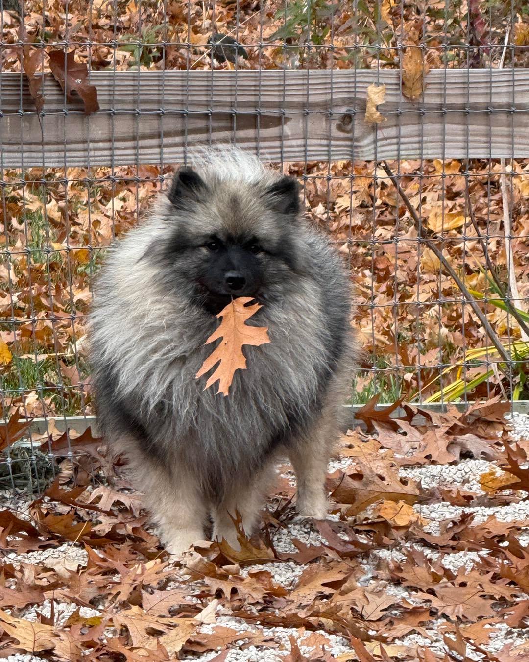 Amex says “Happy Fall, Y’all”