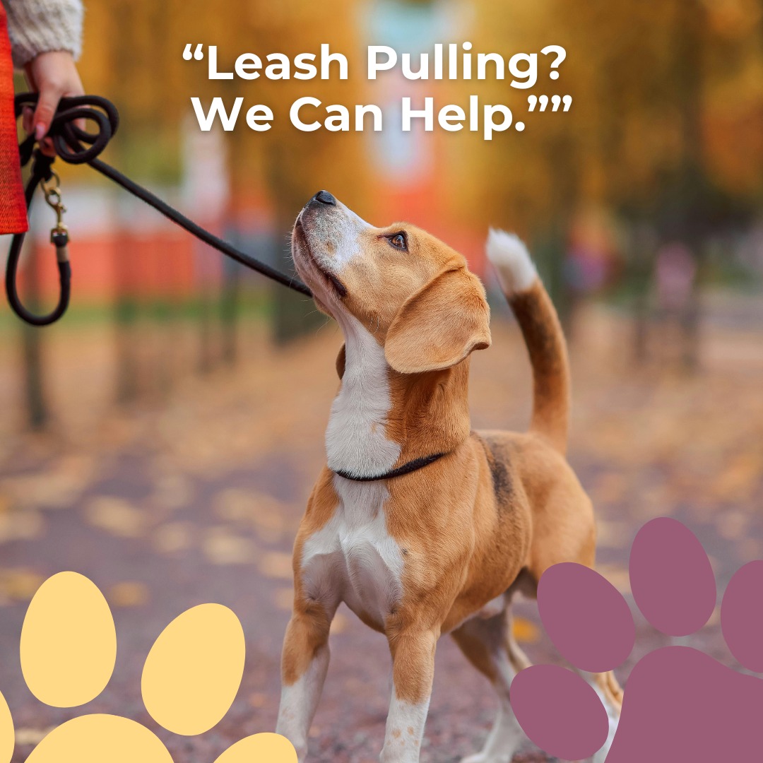 Walks shouldn’t feel like a tug-of-war. Our loose-leash sessions build calm, focus, and safer strolls—so you both enjoy the neighborhood again.
#NoDogTooSmall #DogTraining #LeashTraining #LooseLeash #PositiveReinforcement #BalancedTraining #DogBehavior #CalmWalks #TrainingTips #PetParents #DogTrainer #BetterTogether #ConfidentDogs #DogObedience #WalkPolitely