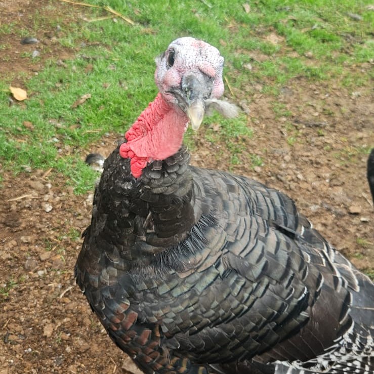Christmas dinner sorted 🎄🦃
We’re now taking orders for free range Bronze turkeys this Christmas – available as:
Whole birds
Turkey crowns
They’re being reared by a local farmer near Exeter, free range and slowly grown for a rich flavour and succulent meat – perfect for your Christmas table.
📸 The turkey in the photo is Cluck Norris – don’t worry, he’s NOT for dinner… Charley loves him far too much, so he’s strictly on security duty, not the menu!
📌 How to order:
Head to https://www.littleclayhillfarm.co.uk/poultry