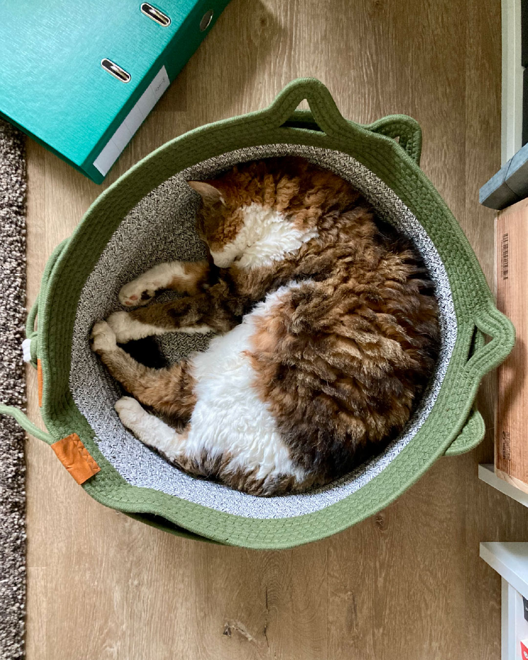 Seid ihr auch so fleissig? 😸 🌧
Während wir unsere Praxis-Ausstattung planen und die Köpfe in allerlei Excel-Tabellen haben, verschläft Kater Elvis den verregneten Nachmittag. Oder eher: Er geht als Entspannungs-Coach mit gutem Beispiel voran. 🧘♀️
Schon gewusst? Katzen orientieren sich meist an der Reihenfolge Schlafen-Spielen-Essen-Putzen. So ungefähr zumindest. Nach seinem Power-Nap wird Elvis also wohl etwas Action wollen – gar nicht so einfach bei diesem Wetter!
Auf welches Spielzeug fährt euer Büssi momentan ab?
Wie Katzen-Ärztin Carol Zahnd ihre eigenen Kater unterhält und welche Zutaten ein Katzenspielzeug unwiderstehlich machen, erfahrt ihr im kostenlosen Kurs "Richtig mit Katzen spielen" (13.12.): www.felivet.cat/kurs (klickbar in unserer Bio)