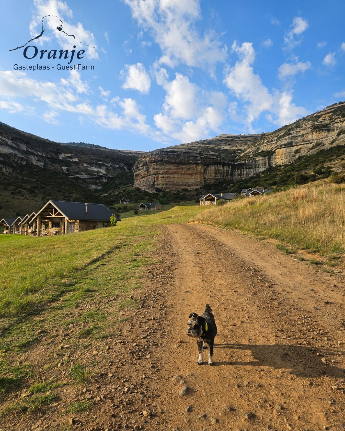 Zara se oggendroetine: 'n rustige stappie, 'n bietjie sonskyn, en die mooiste uitsig in die Vrystaat. ☀️
Kom kyk self! Sy sal jou dalk selfs tot by jou chalet vergesel!
#OranjeGasteplaas #OosVrystaat #ClarensWegbreek #NatuurLiefhebbers