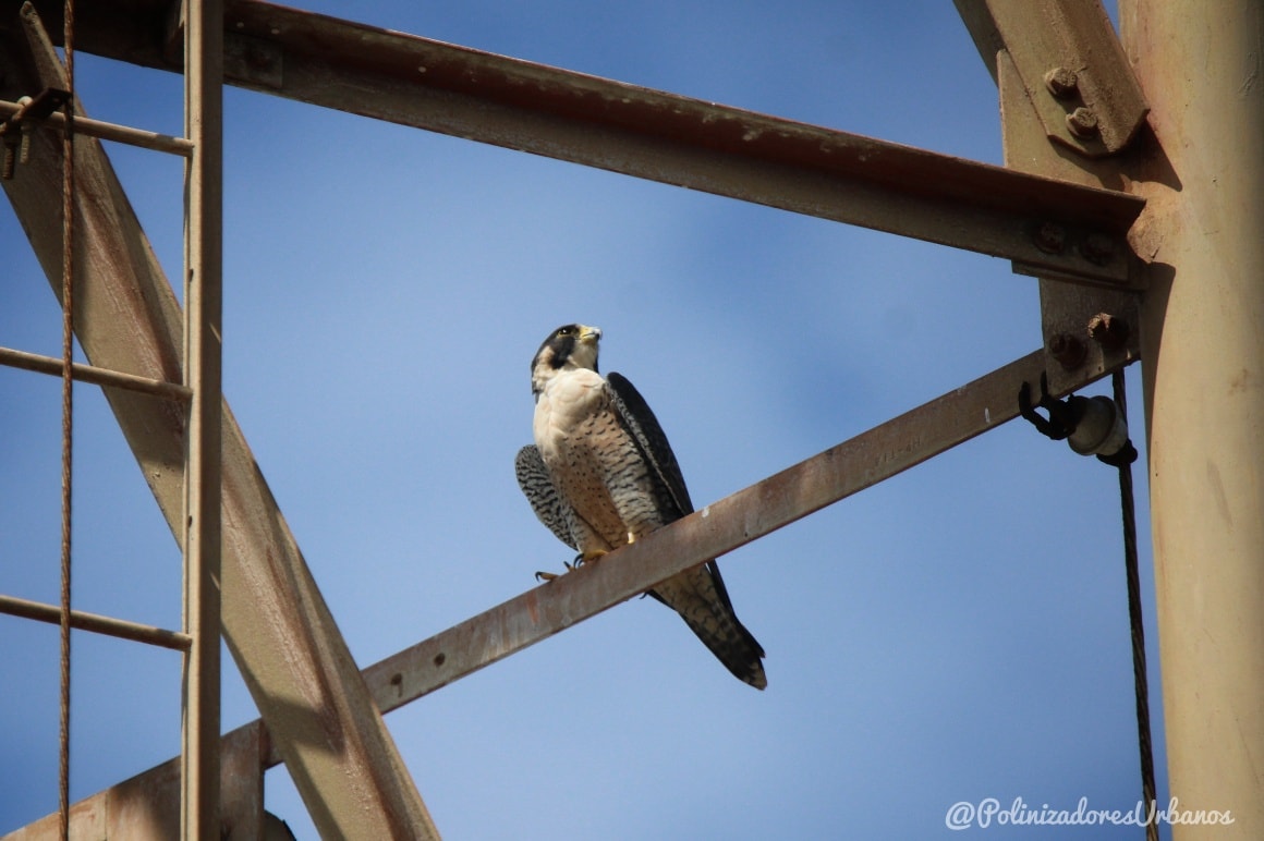 El halcón peregrino 𝑭𝒂𝒍𝒄𝒐 𝒑𝒆𝒓𝒆𝒈𝒓𝒊𝒏𝒖𝒔 es el animal mas rápido del mundo, alcanzando velocidades de hasta 390km/h en picada, como su nombre lo sugiere es migratorio ya que viaja desde el norte al sur para pasar el invierno.
Desgraciadamente ni siquiera siendo el animal mas rapido puede escapar de las consecuencias ambientales traidas por el ser "humano"...
En otro momento a este viajero lo hubieran recibido manglares en la costa, lo hubieran acompañado nuestras selvas en su travesía.
Eso hoy ya no existe, hoy lo recibe una costa desolada y saqueada.
Hoy esta ave majestuosa, este maestro de los cielos debe conformarse con una antena de comunicación, porque es lo único que hay.
Es lo único que les hemos dejado.
📍 Fotografía tomada en Puerto Madero, Chiapas
#biodiversidad #medioambiente #naturaleza