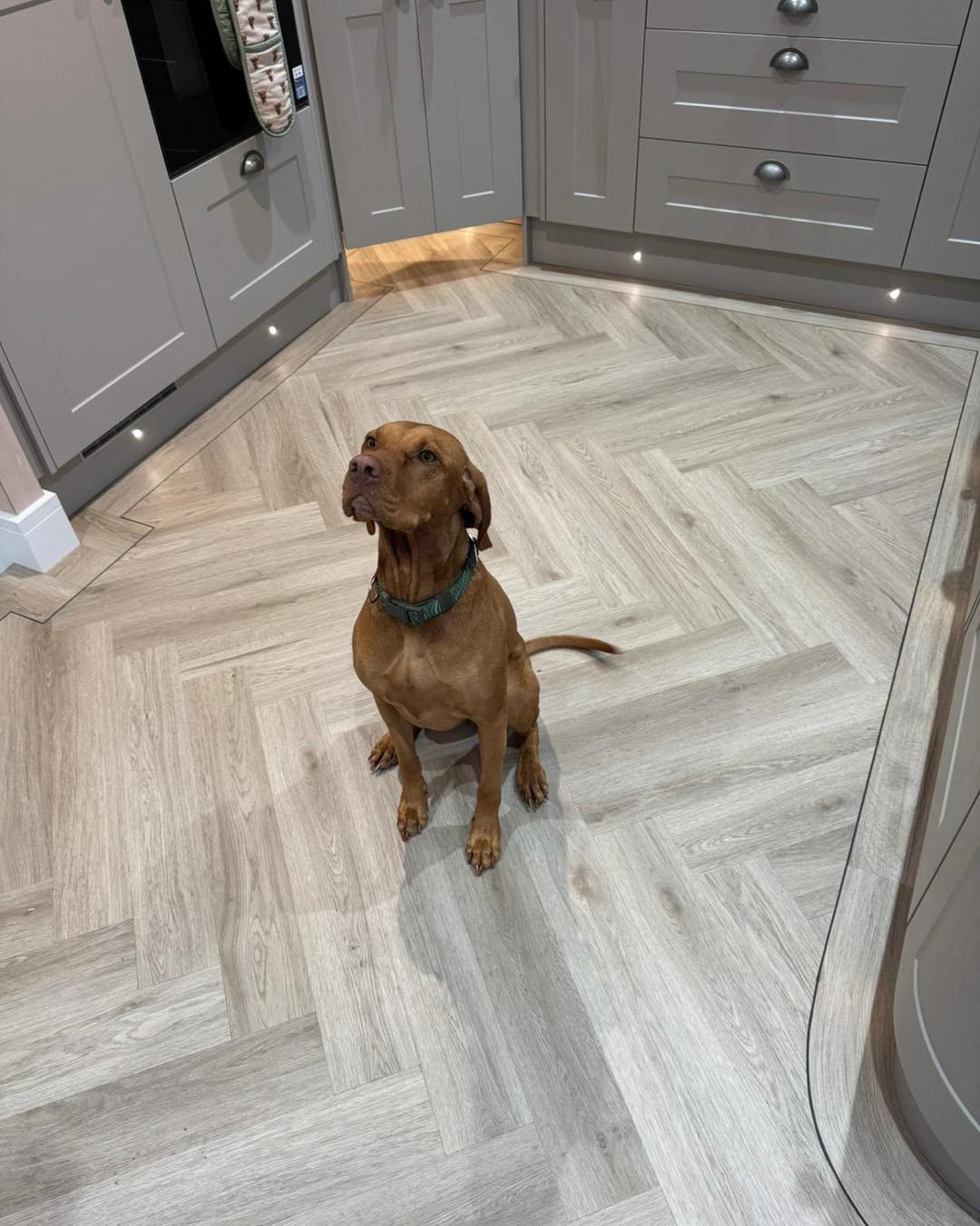 Dogs seal of approval ✅
Client never having to worry about spills again ✅
abingdonflooring’s artisan parquet lvt
Client was struggling with selections, tom helped and guided with colours and border work
Client trusted us and a.lflooring did the rest
Top job all round and we think it looks absolutely incredible
We do have a couple of slots yet for big installs like this before christmas
Drop us a message for a free quote and wellel be happy to help