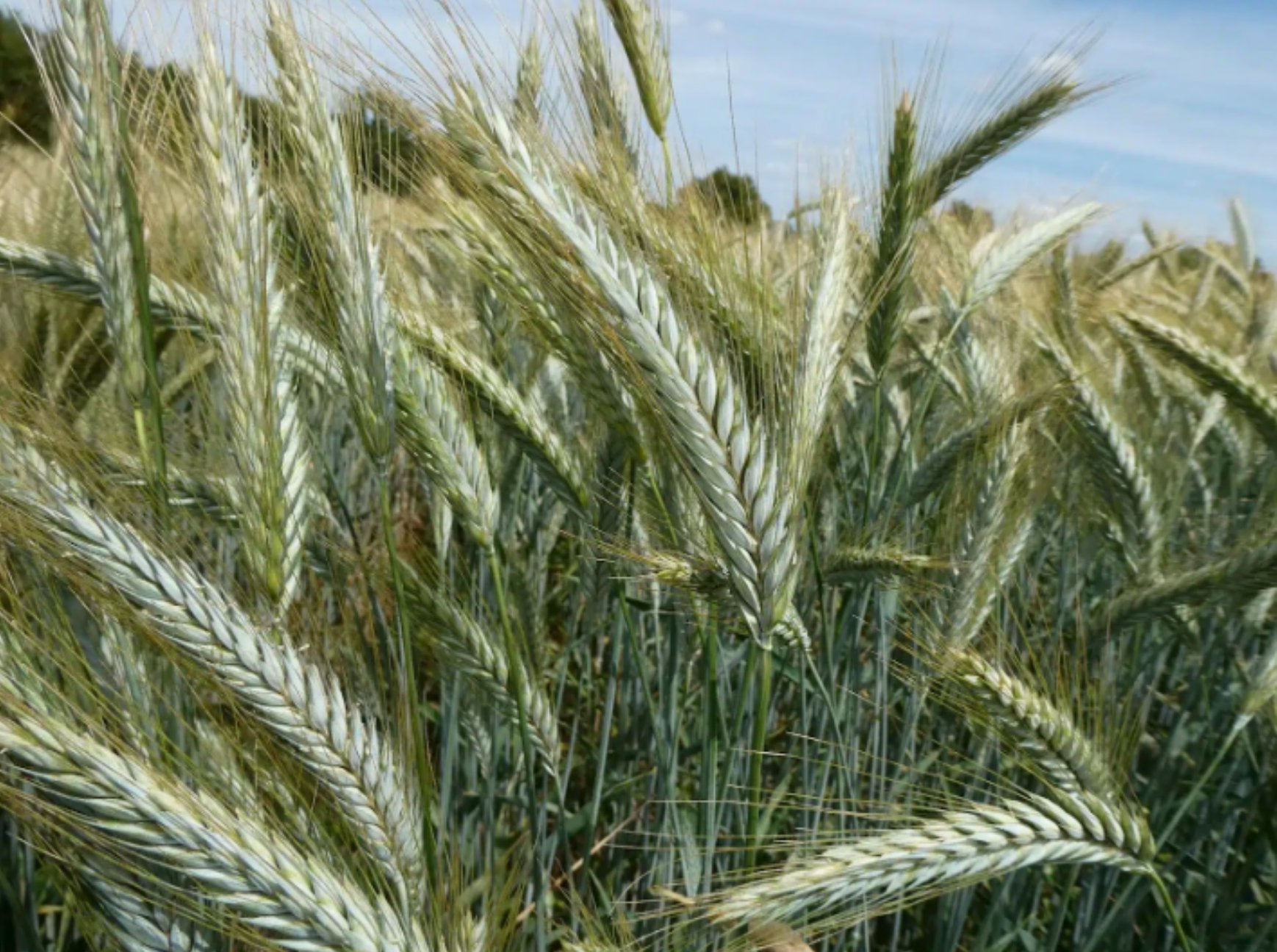 "🌾 VIVACIÒ - Triticale Semetica
doppia vocazione, zootecnia e agronomia d’eccellenza.
VIVACIÒ è una varietà di triticale a ciclo medio con una combinazione vincente di elevata produttività, ottima resistenza alle malattie e grande adattabilità ambientale.
Selezionata da SEMETICA per massimizzare la resa sia in produzione di granella che in biomassa per uso foraggero, rappresenta una soluzione ideale per gli agricoltori che cercano stabilità e redditività anche in condizioni agronomiche difficili.
🔬 Caratteristiche agronomiche principali:
Ciclo: precoce, con spigatura regolare e maturazione uniforme.
Taglia: media-alta, con culmo robusto e ottima resistenza all’allettamento.
Spiga: lunga e compatta, con cariossidi di grande dimensione e ottimo peso specifico.
Resistenza: eccellente tolleranza a ruggini, oidio e fusariosi della spiga.
Resa: costante in ogni ambiente, con potenziale produttivo elevato anche in suoli marginali.
Granella: tenore proteico medio (11–12%) e buon valore energetico per uso zootecnico.
Foraggero: produzione di biomassa fino a 50 t/ha con ottima appetibilità e digeribilità.
🌱 Punti di forza:
✅ Adattabilità a diverse condizioni pedoclimatiche, incluse aree a bassa fertilità.
✅ Elevata resistenza alle fitopatie.
✅ Utilizzabile sia per granella da mangime sia per insilato o trinciato integrale.
✅ Ottimo rapporto qualità/prezzo per aziende agricole e zootecniche.
💡 VIVACIÒ è il triticale polivalente di SEMETICA: robusto, produttivo e sostenibile.
Una varietà capace di coniugare efficienza agronomica e valore zootecnico.
📲 Scopri di più su www.semetica.it
CATALOGO 2025 👉 https://lc.cx/os7kBN
#Semetica #Vivaciò #Triticale #Agricoltura #Foraggio #AltaProduttività #Zootecnia #Innovazione #Cereali #Campagna2025"
