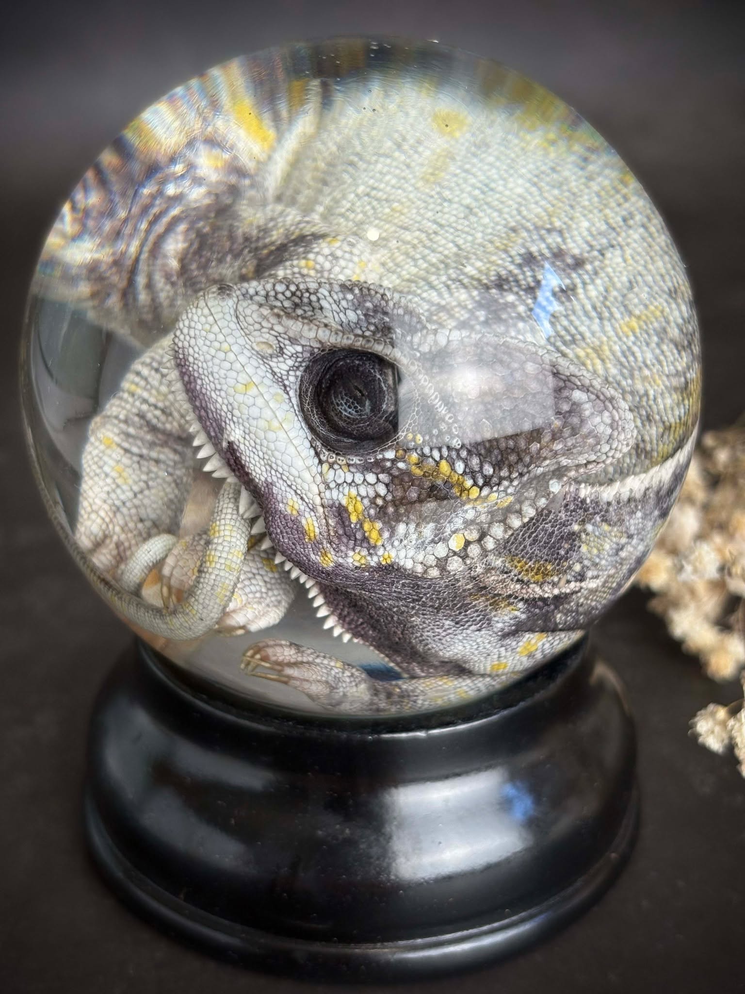 🫧 New Wet Specimens Now Live 🫧
Our final specimen upload before Christmas has just landed on the website — including stunning new additions like this beautifully preserved chameleon.
Each piece is carefully prepared to showcase every detail, from pattern to texture, making them a striking addition to any curiosity collection or natural history display.
If you’ve been waiting to treat yourself or find a truly unique gift, now is the perfect time. Once these are gone, there won’t be another restock until after the holidays.
✨ Limited quantities available
🫧 https://www.deadsetco.uk/wet-specimens
🎄 Last upload before Christmas
Explore the full range on the website while they’re still in stock.
#WetSpecimens #CuriosityCabinet #NaturalHistory #OdditiesAndCuriosities #SpecimenArt #Chameleon #TaxidermyArt #CollectorsCorner