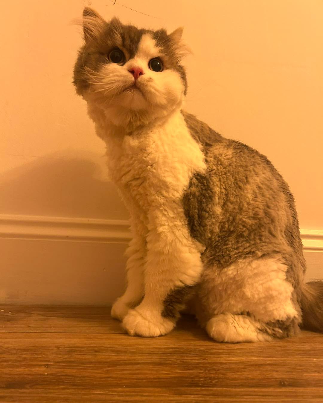 Milo is just too cute🥰 A gorgeous dollface persian x ragdoll mix with the softest nature😻❤️