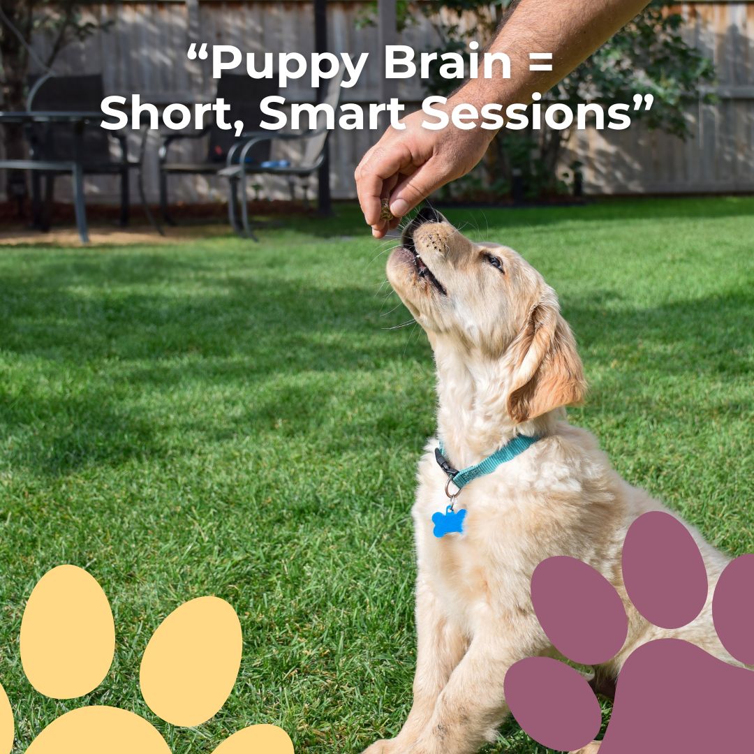 New pup in the house? We do bite-sized training sessions! Sit, stay, name game, potty patterns and more so learning sticks and chaos shrinks.
#NoDogTooSmall #PuppyTraining #DogTraining #PositiveReinforcement #ClickerTraining #NewPuppy #PuppyLife #GoodDog #TrainingFoundations #ConsistencyCounts #PetParents #HappyPuppy #DogBehavior #PuppyBasics #HomeTraining