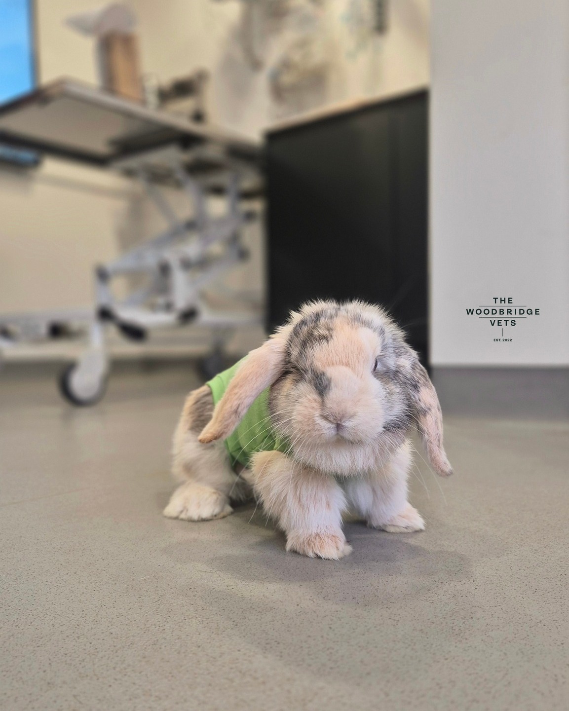 Meet Bucky, the Brave Bunny! 🐰
At just 4 months old, Bucky came in for a routine castration surgery. Our vet Lizzie performed the procedure, with our lead nurse Elodie assisting every step of the way. After surgery, Elodie closely monitored Bucky’s recovery 🐰
Bucky is doing great - he’s eating well, his wound is healing nicely, and by the afternoon, he was already hopping around our prep area! We can’t wait to see Bucky back to his bouncy self soon! 🐰💚
#thewoodbridgevets #independentpractice #veterinarypractice #suffolkvet #veterinarymedicine #veterinarycare #animalhealth #animallovers #inpatientcare #veterinaryservices #rabbithealth
