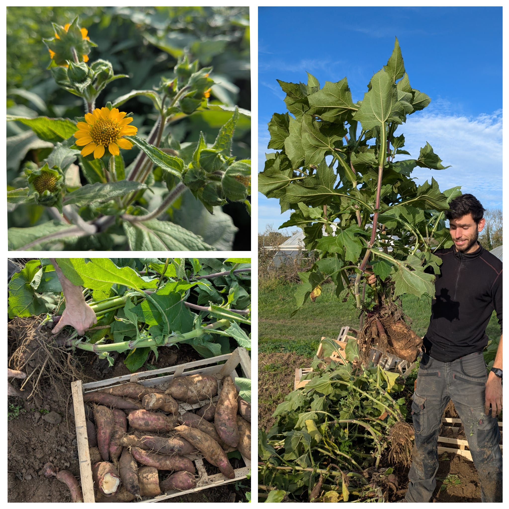 RĂ©colte des poires de Terre ! đ
La poire de Terre, aussi appelĂ©e YacĂłn, est une plante originaire dâAmĂ©rique du Sud de la mĂȘme famille que le tournesol et le Topinambour (composĂ©es). Ses tubercules croquants, juteux et sucrĂ©s se cuisinent comme la patate douce et peuvent aussi se consommer crus. La plante est trĂšs facile Ă cultiver et atteint facilement 2m de haut ! A essayer au potager ! đŒ
Avant de pouvoir y gouter, on vous demandera juste un peu de patience, car le bon gout sucré des tubercules n'apparaßt qu'aprÚs une période de stockage de quelques semaines : plus on attend, plus c'est sucré !