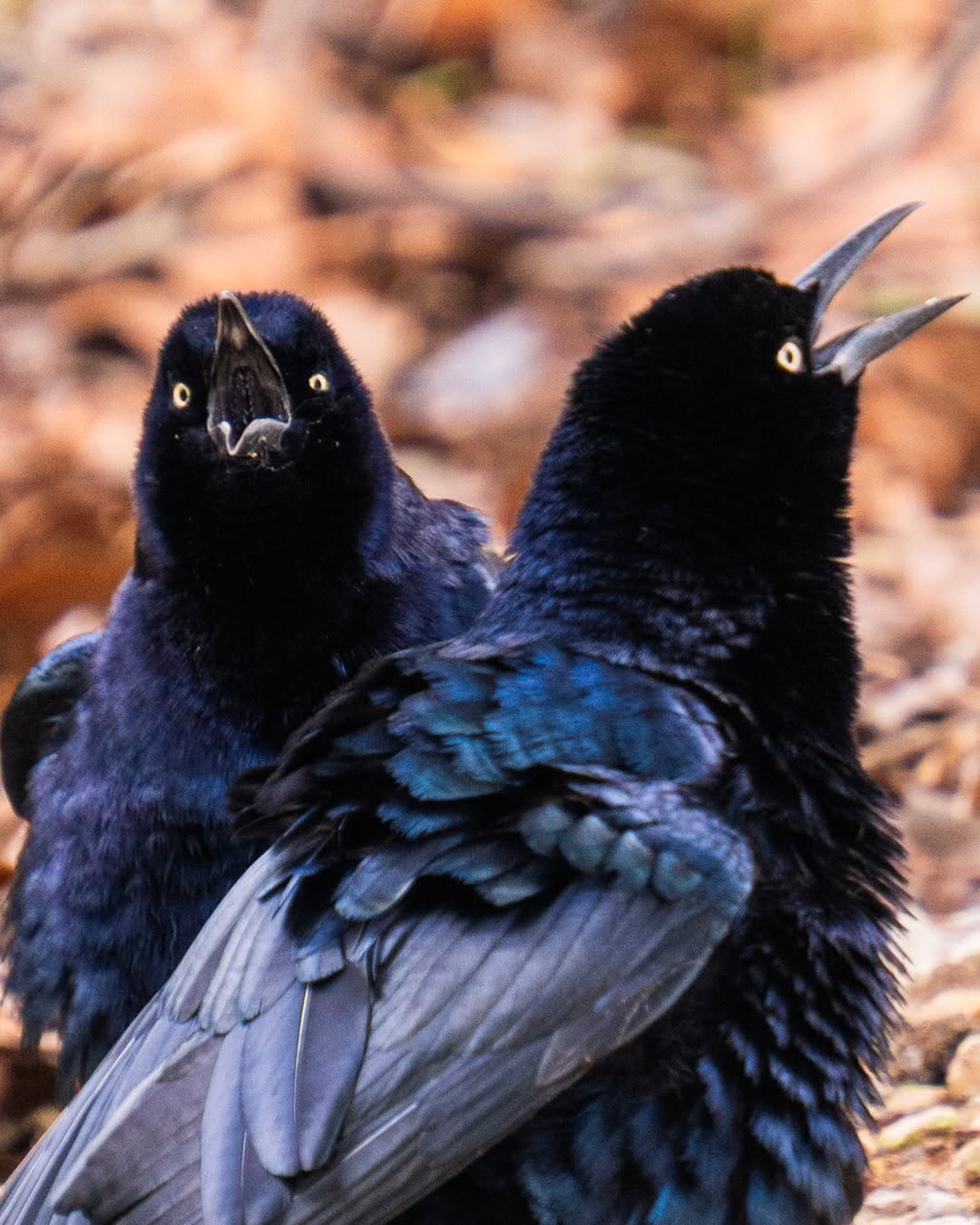 Zanates llamando a sus cuates