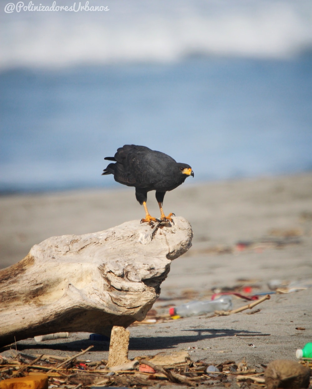 En algún lugar de playa "linda" un Aguililla negra menor 𝑩𝒖𝒕𝒆𝒐𝒈𝒂𝒍𝒍𝒖𝒔 𝒂𝒏𝒕𝒉𝒓𝒂𝒄𝒊𝒏𝒖𝒔 se posa en un tronco a comer un cangrejo 🦀
Desgraciadamente la que resalta en esta fotografía no es el águila, es ka cantidad increíble de botellas, envases, chanclas y todo tipo de plástico que encontramos en la playa.
Muchos culpan a las comunidades costeras, pero no caigas en la equivocación de sentirte ajeno al problema, la mayoría de eda basura es tuya, es mía, es de nuestra ciudad.
Porque todo lo que envenena y contamina nuestros ríos termina en nuestros mares, ir a tomarse fotos limpiando la playa no sirve de nada si no eliminamos el problema de raiz.
Yo nunca conocí una playa limpia, así es desde que tengo memoria.
Me gustaría que algun día tanto yo como la agulilla pudiéramos conocer una playa limpia, libre de plásticos.
Estas son las condiciones deplorables en las que vive nuestra biodiversidad.
# #biodiversidad #aves #playalinda #TapachulaChiapas