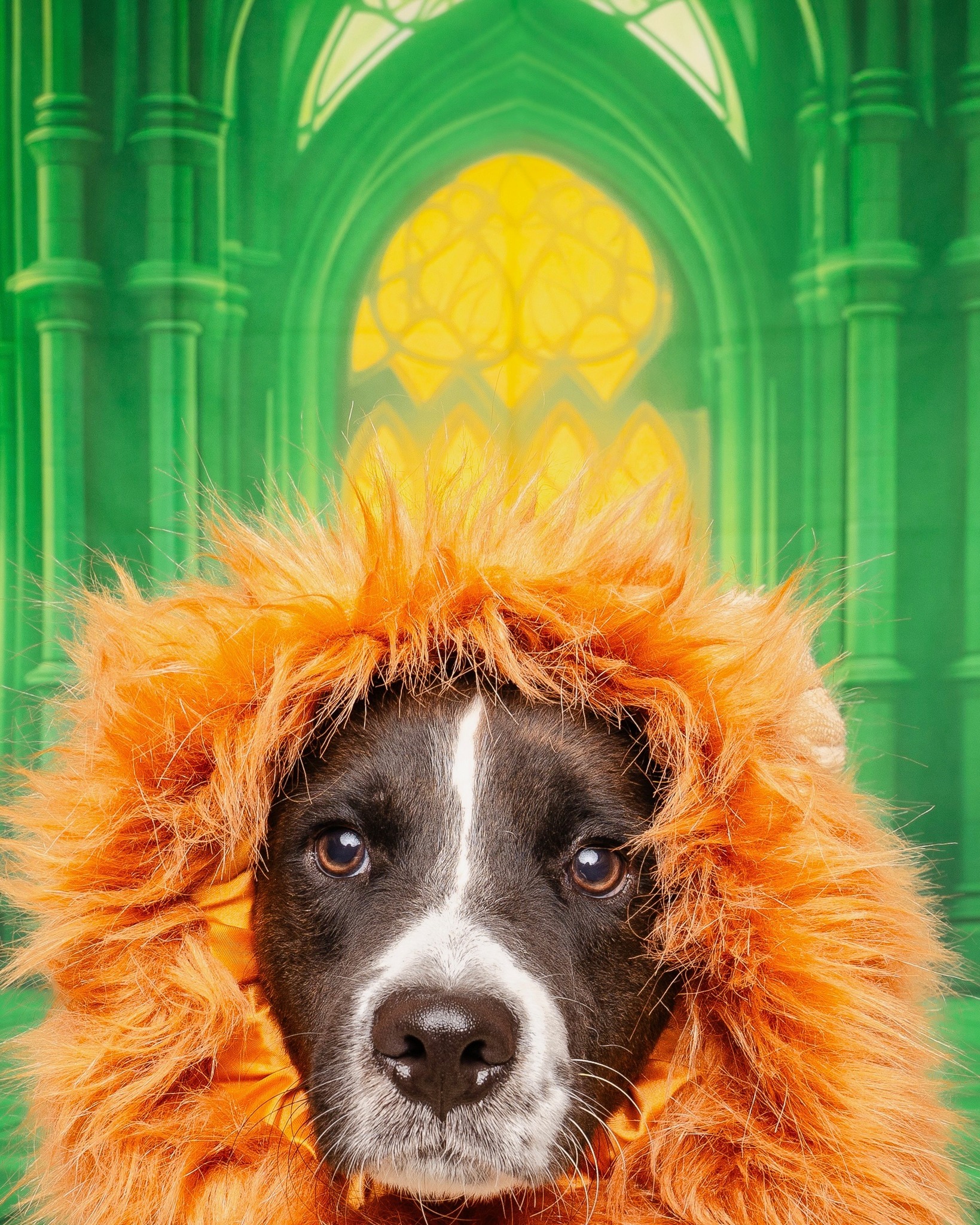 Our Wicked-ly adorable rescue pets are dressed to their best and ready for their starring moment with YOU!
Follow the Yellow Brick Road to @Petco Presidio TODAY from 10am to 3pm… straight to your next best friend! 🌈✨
Every furry face in these photos is adoptable and dreaming of a place to call home. Come meet them, snuggle them, and who knows—you might just find the Toto to your Dorothy or a magical companion to join your journey through Oz! 💫🐱🐶
Don’t let these cuties fly off without you! 💚
🐾 Adopt. Don’t shop. Change a life TODAY…👉 LINK IN BIO
#HSNT #HumaneSocietyOfNorthTexas #AdoptDontShop #PetcoPresidio #AdoptablePets #Wickedthemusical #RescuePets #NorthTexasPets #WickedMovie #Popular #Elphaba #Glinda #ForGood #BroadwayPets #WickedFans