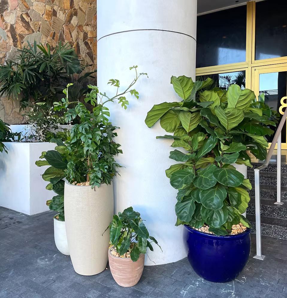 Restaurant Plant Styling — Bagatelle & Maty’s 🪴
Strategic planting can completely shift the energy of a space. At Bagatelle Miami Beach and Maty’s in Midtown, we introduced curated planters with bold textures, architectural forms, and layered greenery to soften hardscapes and create an inviting arrival experience. Thoughtfully placed pots guide guests through the space, enhance ambiance, and add natural warmth — transforming entryways and dining areas into places where people instantly want to linger.
#HospitalityDesign
#RestaurantDesign
#PlantStyling
#UrbanOasis
#OutdoorAmbience
#MiamiRestaurants
#MiamiDesign
#PlanterDesign
#ArtesanaGardens