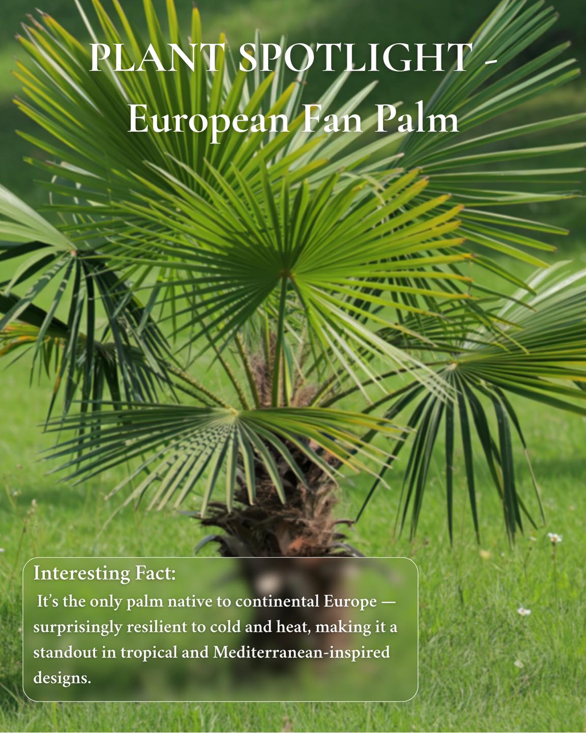 PLANT SPOTLIGHT: European Fan Palm (Chamaerops humilis)
Design Value:�Multi-trunk structure and blue-green fan leaves bring sculptural movement and Mediterranean elegance.
Why We Use It in South Florida:�– Wind, salt, and drought tolerant�– Thrives in full sun and exposed coastal environments�– Naturally clumping growth creates volume without overwhelming the space
Where It Works Best:�Front entrances, xeric or coastal landscapes, modern courtyards, and as an architectural focal point.