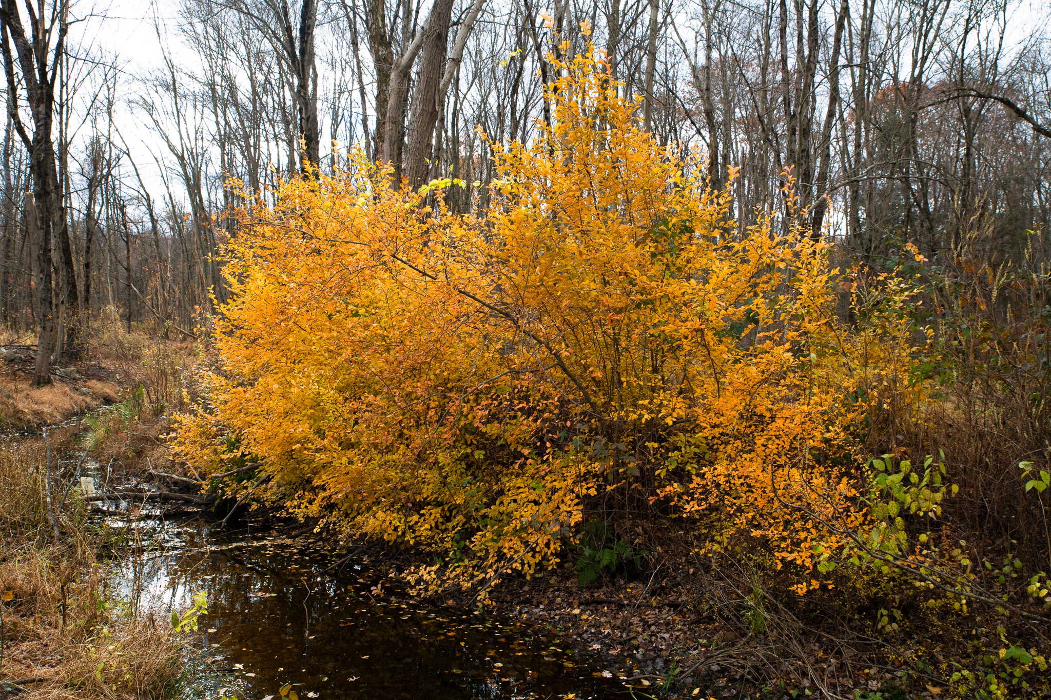 Though the glory of autumn has mostly faded in NJ, leave it to our friend Steve Aaron to find one last beautiful blaze of color along the water at our Nancy Conger West Brook Preserve. It's also worth noting that the brook is full of water--before TLCNJ's major restoration here in 2020, it used to flood in the spring and run dry in the fall. With a little help, nature's resilience prevails!