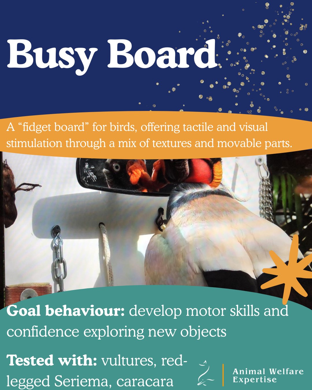 🎶 🐦 On the second day of Christmas my true love gave to me: a Busy Board for Birds! 🐦 🎶
🌟 Busy Board for Birds🌟
Idea: The Busy Board is a “fidget board” for birds, offering tactile and visual stimulation through a mix of textures and movable parts.
Species: Ideal for intelligent species such as caracaras, corvids, or parrots who enjoy manipulating objects.
How to build: Attach safe, non-toxic items (like beads, bells, chains, and mirrors) onto a large board using screws or ties. Fix the board securely to the aviary or let it rest flat on the ground. Ideally different items can move position on the board to promote variability and exploration.
Goal behaviours: Birds will peck, pull, and investigate — using their curiosity and dexterity to explore new objects, building confidence and reducing boredom.
📸 Credit: Saskia Verbruggen, Roundeurope Animal Training & Landgoed Hoenderdaell.