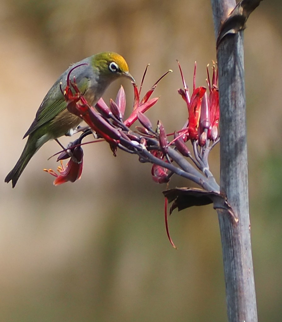 Creature Feature!
The silvereye or wax-eye/ tauhou (Zosterops lateralis) is a small, agile native bird seen throughout the Waimakariri district and across the motu. It is easily recognised by the white ring around its eye and its olive-green upperparts.
The silvereye was first observed in New Zealand in 1832 and, as there is no indication it was brought here by people, it is recognised as a native species. Its Māori name, tauhou, refers to a “stranger” or “new arrival.”
Tauhou have a varied diet, feeding on insects, fruit, nectar and berries. They often travel in small flocks, especially outside the breeding season, moving rapidly through vegetation in search of food.
Breeding usually begins in late winter or early spring. Pairs build a small, neat cup-shaped nest suspended in shrubs or small trees, using fine grasses, hair and spider webs. Clutches typically contain 2–4 eggs, and both parents share incubation and chick-feeding duties. Multiple broods are common when conditions are favourable.
These birds adapt well to a range of habitats, including gardens, shelterbelts, regenerating shrublands and forest edges. Providing year-round native food sources such as kōwhai, coprosmas and other berrying or flowering natives helps maintain populations. Keeping cats indoors at night and supporting predator control efforts also improves nesting success.
Photo credit: Shona Gillespie, taken at Northbrook Wetland